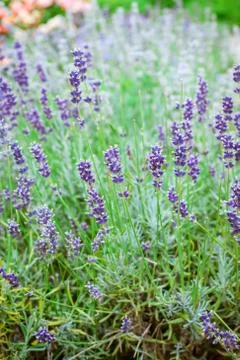 Lavender Flowers Stock Photos