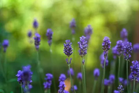 Lavender flowers Foto stock