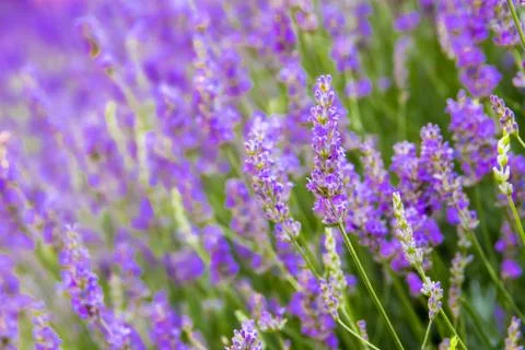 Lavender flowers Stock Photos