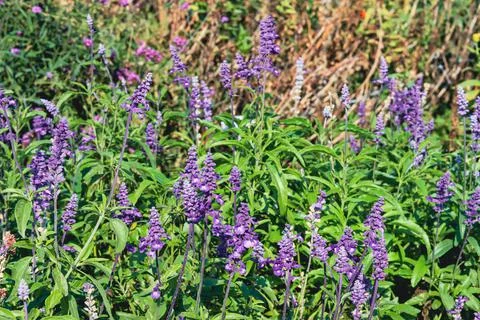 Lavender flowers Stock Photos