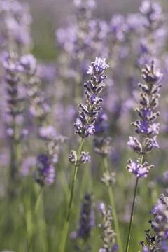 Lavender flowers Stock Photos