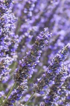Lavender flowers Stock Photos