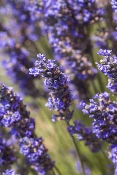 Lavender flowers Stock Photos