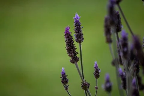 Lavender Flowers Foto stock