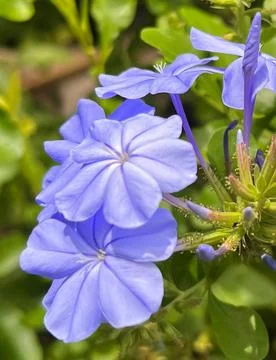 Lavender Flowers 스톡 사진