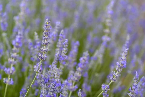 Lavender Flowers Stock Photos