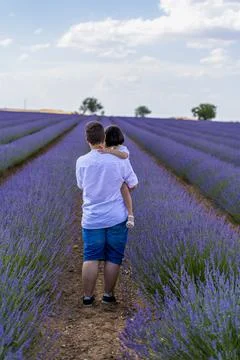Lavender Flowers Stock Photos