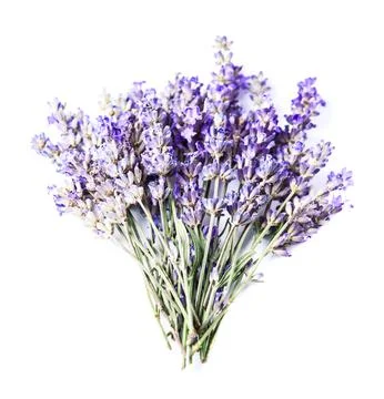 Lavender flowers Stock Photos