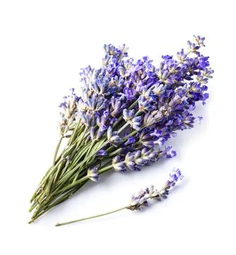 Lavender flowers Stock Photos