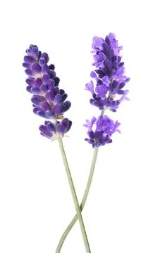 Lavender flowers Stock Photos