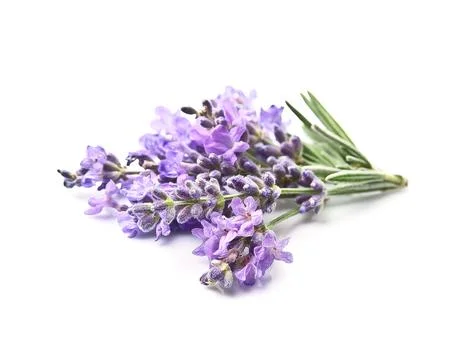 Lavender flowers Stock Photos
