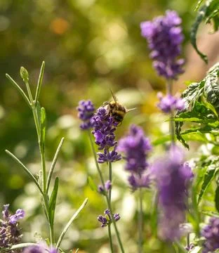 Lavender flowers Stock Photos