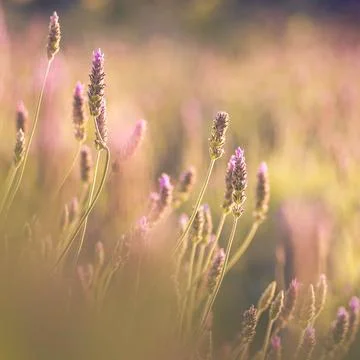 Lavender flowers 스톡 사진