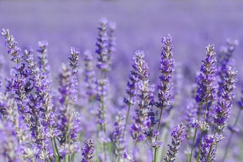 Lavender flowers in spring Foto stock