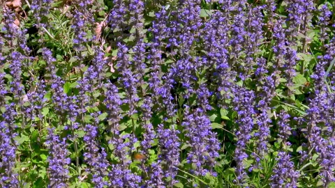 Lavender flowers standing at meadow. Video stock 167697302