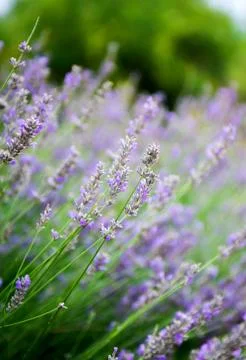 Lavender flowers in the summer Stock Photos