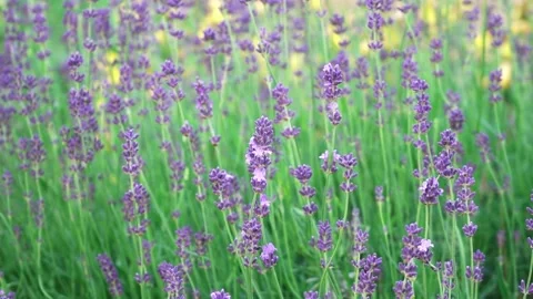 Lavender flowers in the sun in soft focus, pastel colors and blurred background Stock Footage 199948181