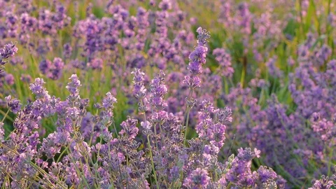 Lavender flowers in sunlight, close-up Stock Footage 77126179
