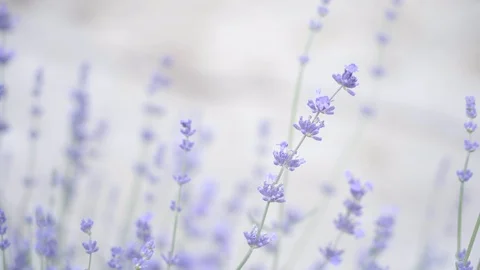 Lavender flowers at sunlight. Stock Footage 95001472