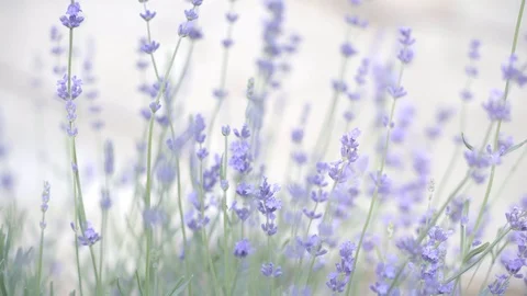 Lavender flowers at sunlight. Vidéo 95001585