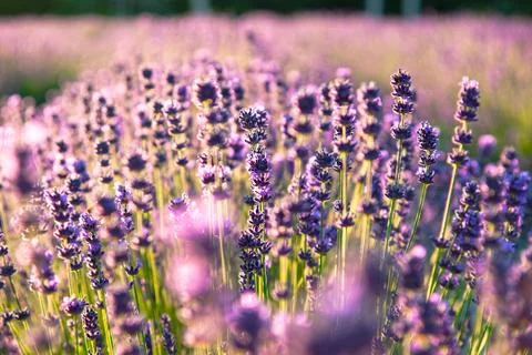 Lavender flowers in the sunlight Stock Photos