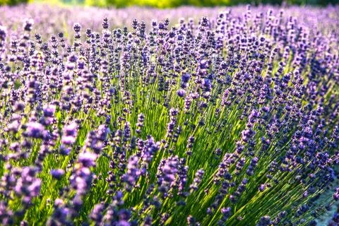 Lavender flowers in the sunlight Stock Photos