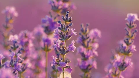Lavender flowers at sunset Stock Footage 77126202