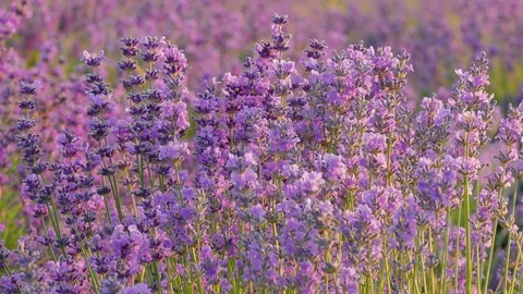 Lavender flowers at sunset Video stock 77126236