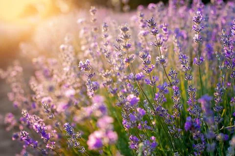 Lavender flowers Sunset over a summer purple lavender field background. Bunch of Stock Photos
