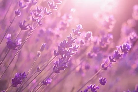 Lavender flowers in sunset Stock Photos
