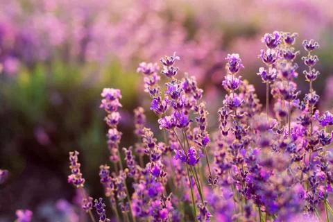 Lavender flowers on sunset Stockfoto's