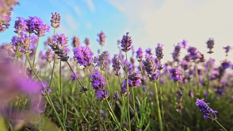 Lavender flowers sway gently in slow motion against a wide blue sky, captured in Stock Footage 294701285