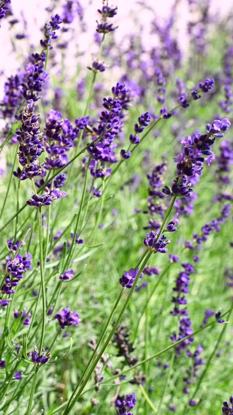 Lavender flowers swaying while bee moves through meadow sunlight Stock Footage 331226367
