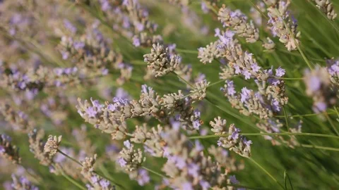 Lavender flowers swaying in wind Stock Footage 79708898