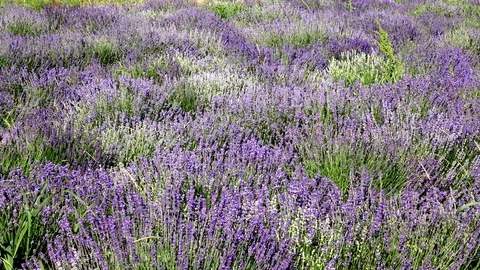 Lavender flowers swaying in the wind 스톡 동영상 85322061