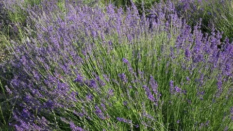 Lavender flowers swaying in the wind 스톡 동영상 85322064