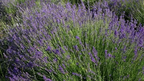 Lavender flowers swaying in the wind 스톡 동영상 85322068