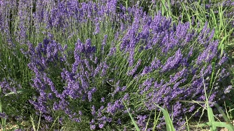Lavender flowers swaying in the wind 스톡 동영상 85322076