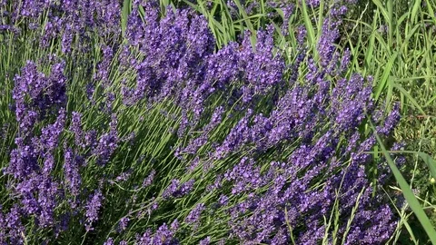 Lavender flowers swaying in the wind 스톡 동영상 85322093