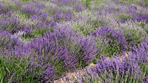 Lavender flowers swaying in the wind 스톡 동영상 85322111