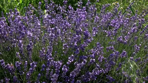 Lavender flowers swaying in the wind 스톡 동영상 85322113