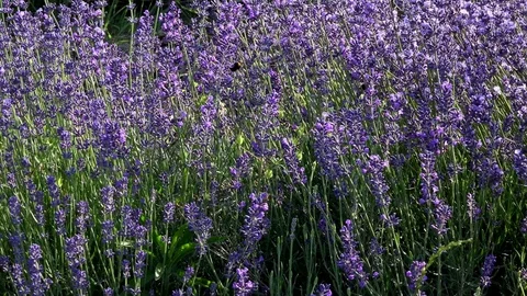 Lavender flowers swaying in the wind Stock Footage 85322116