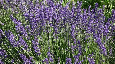 Lavender flowers swaying in the wind 스톡 동영상 85322124
