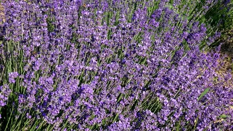 Lavender flowers swaying in the wind 스톡 동영상 85322131