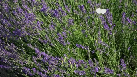 Lavender flowers swaying in the wind 스톡 동영상 85322133