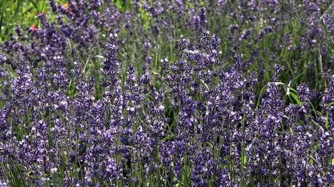 Lavender flowers swaying in the wind 스톡 동영상 85322136