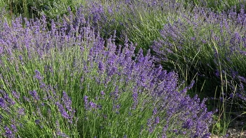 Lavender flowers swaying in the wind 動画素材 85322153