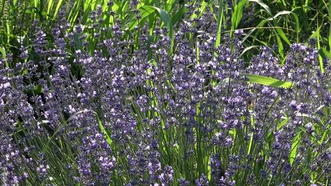 Lavender flowers swaying in the wind 動画素材 85389895
