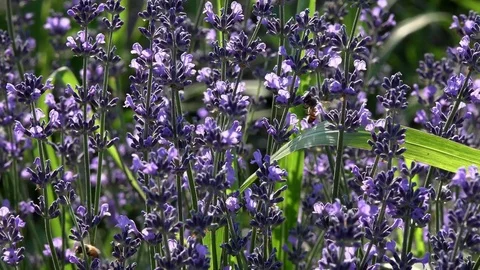Lavender flowers swaying in the wind 動画素材 85389899