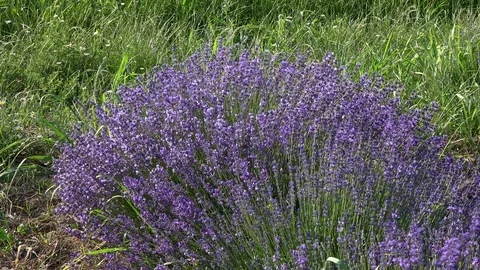 Lavender flowers swaying in the wind 動画素材 85389905